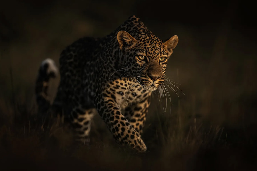 Leopard hunting - Tom Way